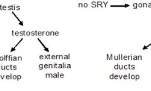 Soal Ujian Reproduksi